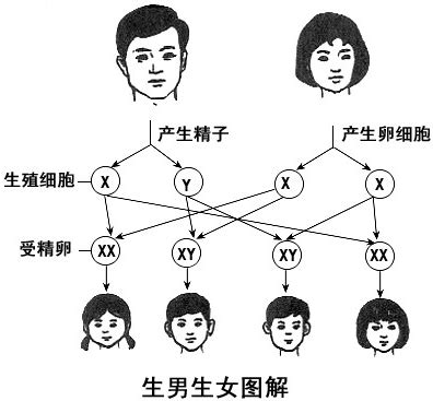 生男生女的機率|生男生女概率各 50％，每个家庭都生到第一个男孩就不再生，那。